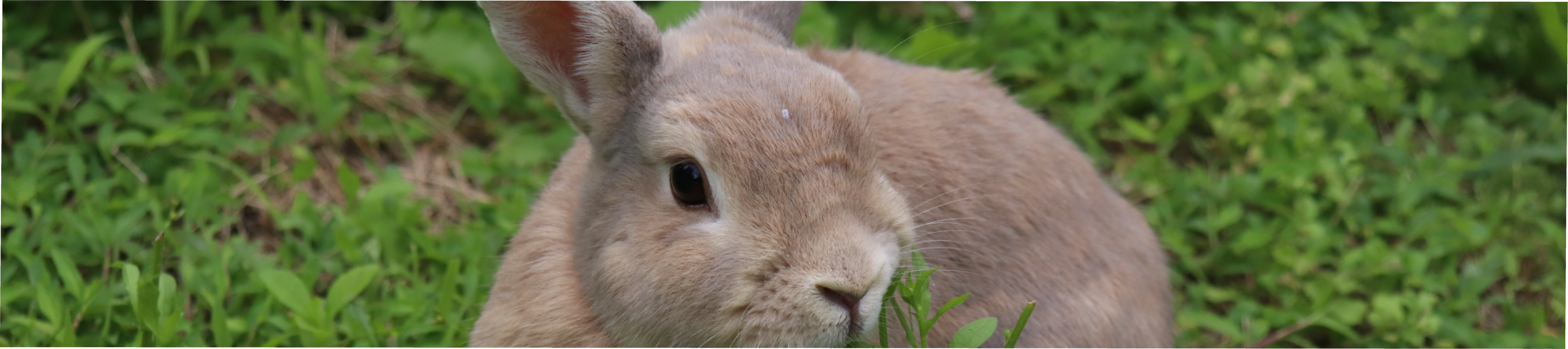 よくみられる症状と考えられる病気についてご紹介します。