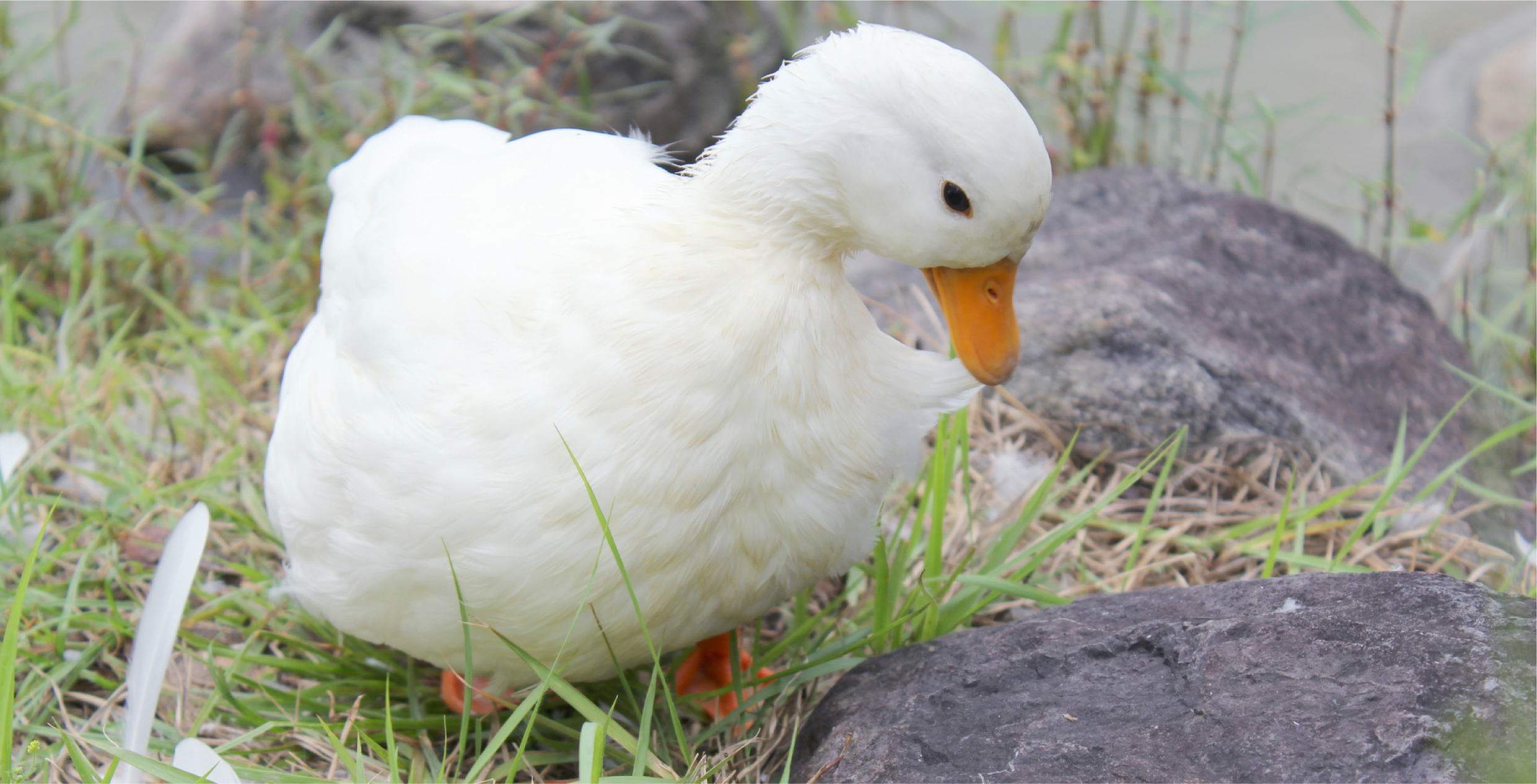 鳥の診療